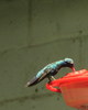 photo thumbnail #13