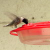 photo thumbnail #14