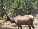 photo thumbnail #3