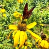 photo thumbnail #3