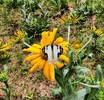 photo thumbnail #5