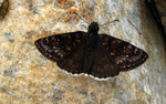 photo thumbnail #14