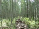 photo thumbnail #8