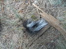 photo thumbnail #10