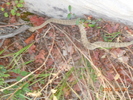 photo thumbnail #15