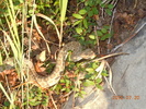 photo thumbnail #13