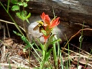 photo thumbnail #5