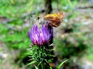 photo thumbnail #9