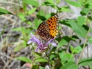 photo thumbnail #15