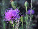 photo thumbnail #3