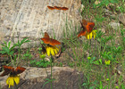 photo thumbnail #2