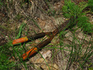 photo thumbnail #11