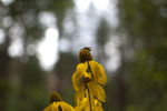 photo thumbnail #15