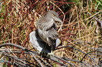 photo thumbnail #6