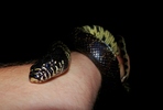 photo thumbnail #2