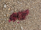 photo thumbnail #11