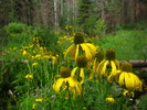 2012-07-21 :2: Bear Wallow Trail #63 :: writelots