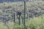 photo thumbnail #11