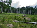 photo thumbnail #8