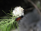 photo thumbnail #7