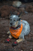 photo thumbnail #9
