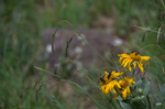 photo thumbnail #11