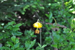 2012-08-01 :1: Margaret Lake Trail :: slegal