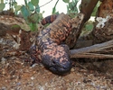 photo thumbnail #3