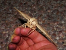 photo thumbnail #7