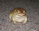 photo thumbnail #12