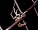 photo thumbnail #15