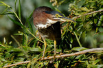 photo thumbnail #6