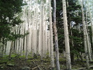 photo thumbnail #3