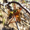 photo thumbnail #1