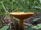 photo thumbnail #5