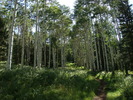 photo thumbnail #3