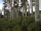photo thumbnail #11