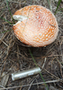 photo thumbnail #12