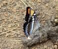photo thumbnail #6
