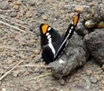 photo thumbnail #7