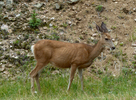 photo thumbnail #1