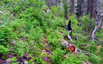 photo thumbnail #5