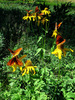 2012-08-11 :2: Upper Buck Spring Canyon - Mogollon Rim :: outdoor_lover