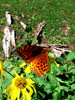 photo thumbnail #12