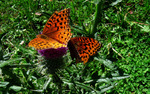 photo thumbnail #13