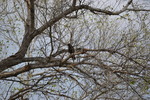 2012-08-17 :: San Pedro Aravaipa Confluence :: chulavista
