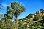 photo thumbnail #2