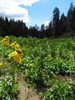 photo thumbnail #9