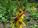 photo thumbnail #11