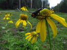 photo thumbnail #14